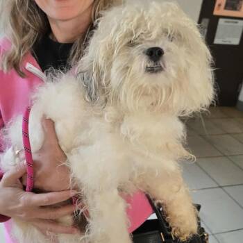 Rescue Poodle Dogs for Adoption in Arlington, Virginia - Duke | PetCurious