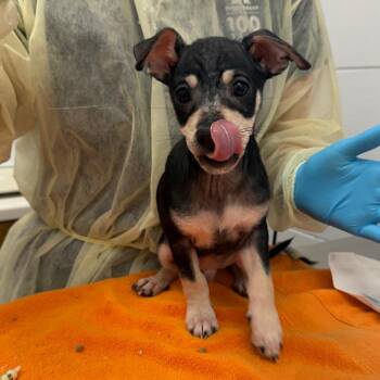 Maximus -  Mixed Breed Dog for Adoption in West Palm Beach, Florida - Maximus | PetCurious