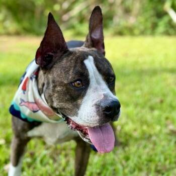 Luna Lively -  Pit Bull Terrier Dog for Adoption in Friendswood, Texas - Luna Lively | PetCurious