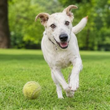 Lancashire Heeler Dogs Available for Adoption in Houston, Texas - Barnabas - Calm, Loyal, Affectionate, With A Great Personality | PetCurious