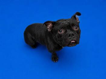 KINGSLEY -  French Bulldog and Mixed Breed Dog for Adoption in Doral, Florida - KINGSLEY | PetCurious
