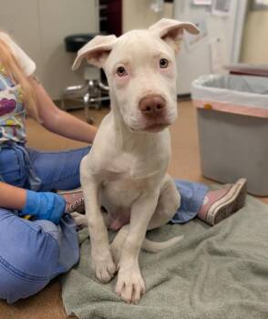 Applesauce -  Pit Bull Terrier Dog for Adoption in Santa Rosa, California - Applesauce | PetCurious