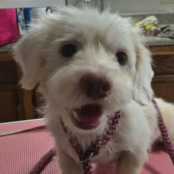 Teddy -  Maltese and Terrier Dog for Adoption in Rossville, Georgia - Teddy | PetCurious