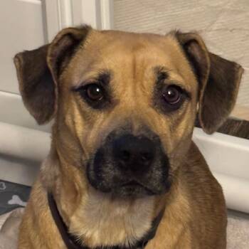 Rescue Pug and Beagle Dogs for Adoption in Greenfield, Indiana - Rae | PetCurious