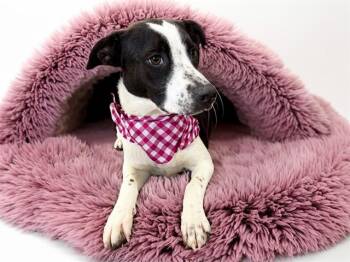HANNA -  Pointer and Mixed Breed Dog for Adoption in Fort Lauderdale, Florida - HANNA | PetCurious