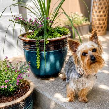 Chloe -  Yorkshire Terrier Dog for Adoption in Olathe, Kansas - Chloe | PetCurious