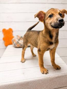 Ruby -  Labrador Retriever Dog for Adoption in Raleigh, North Carolina - Ruby | PetCurious