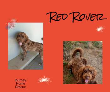Red Rover -  Portuguese Water Dog and Poodle Dog for Adoption in East Wenatchee, Washington - Red Rover | PetCurious