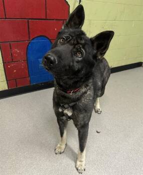 Belgian Shepherd Malinois and Siberian Husky Dogs Available for Adoption - KODA | PetCurious
