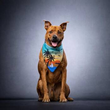 Rhodesian Ridgeback Dogs Available for Adoption - Jasper | PetCurious