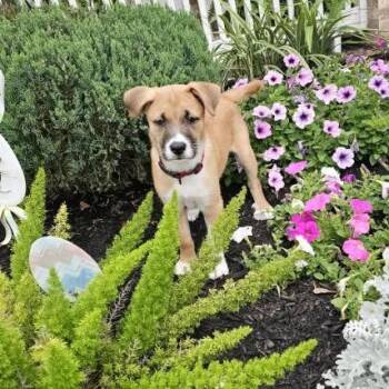 Shepherd and Mixed Breed Dogs Available for Adoption in League City, Texas - Bruno  | PetCurious