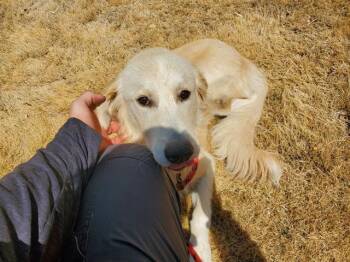 TIMOTHY -  Labrador Retriever Dog for Adoption in Rowlett, Texas - TIMOTHY | PetCurious