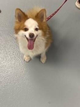 Pomeranian and Mixed Breed Dogs Available for Adoption - MIXER | PetCurious
