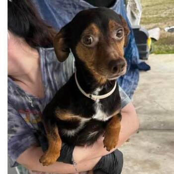 Mixed Breed Dogs Available for Adoption - Meadow | PetCurious