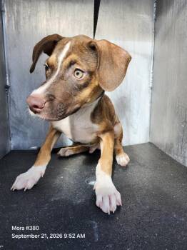 HONEY PUPPY -  American Staffordshire Terrier Dog for Adoption in San Antonio, Texas - HONEY PUPPY | PetCurious