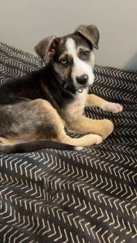 Blue -  Mixed Breed Dog for Adoption in Sioux Falls, South Dakota - Blue | PetCurious