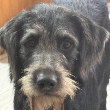 Winston -  Labrador Retriever Dog for Adoption in Pleasanton, California - Winston | PetCurious