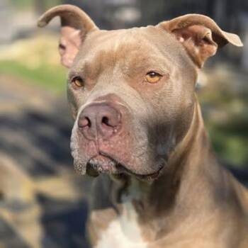Gordo -  Pit Bull Terrier Dog for Adoption in Mansfield, Texas - Gordo | PetCurious