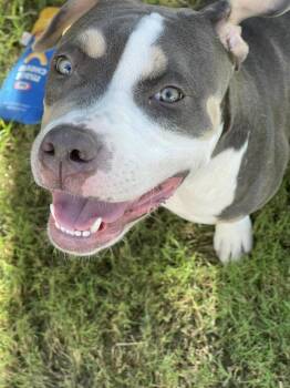 Asha -  Pit Bull Terrier Dog for Adoption in Phoenix, Arizona - Asha | PetCurious