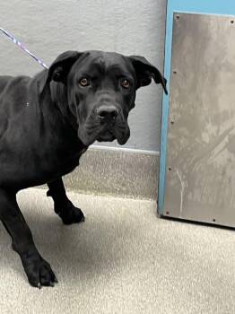 MEENA -  Mastiff Dog for Adoption in Las Vegas, Nevada - MEENA | PetCurious