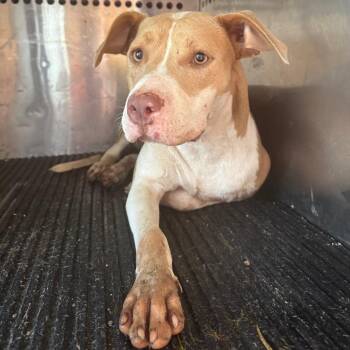 Marnie -  Pit Bull Terrier Dog for Adoption in Birmingham, Alabama - Marnie | PetCurious
