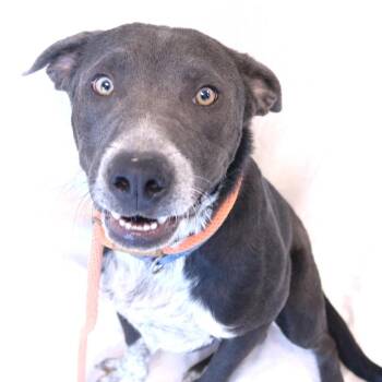 Nylo -  Pit Bull Terrier and Australian Cattle Dog Blue Heeler Dog for Adoption in Rifle, Colorado - Nylo | PetCurious