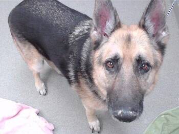 German Shepherd Dog and Mixed Breed Dogs Available for Adoption - BEAR | PetCurious