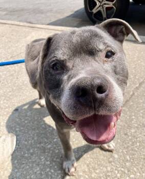 Rescue Staffordshire Bull Terrier Dogs for Adoption in Crete, Illinois - BJ | PetCurious