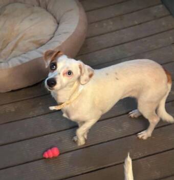 Paris in TX -  Dachshund and Chihuahua Dog for Adoption in Cranston, Rhode Island - Paris In TX | PetCurious