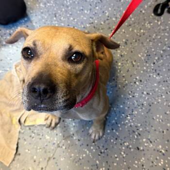 TUSC-Stray-84926 -  Pit Bull Terrier and Mountain Cur Dog for Adoption in Tuscaloosa, Alabama - TUSC-Stray-84926 | PetCurious