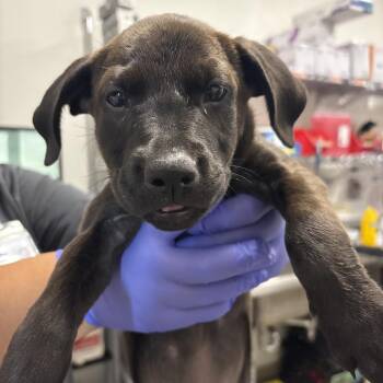 Sausage (PPL) -  Labrador Retriever and Mixed Breed Dog for Adoption in League City, Texas - Sausage (PPL) | PetCurious
