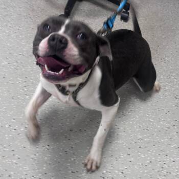 Liberty -  Pit Bull Terrier Dog for Adoption in Indianapolis, Indiana - Liberty | PetCurious