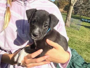 Bently (Male) Avail 10/29 Halloween Puppies -  Schnauzer and Boxer Dog for Adoption in West Grove, Pennsylvania - Bently (Male) Avail 10/29 Halloween Puppies | PetCurious