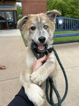 Siberian Husky and Mixed Breed Dogs Available for Adoption in Oklahoma City, Oklahoma - A472808 | PetCurious