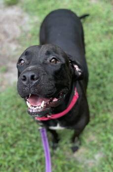 Mixed Breed Dogs Available for Adoption in Palmetto, Florida - WREN | PetCurious