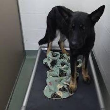 Blackbeard -  German Shepherd Dog Dog for Adoption in Lyndhurst, Virginia - Blackbeard | PetCurious