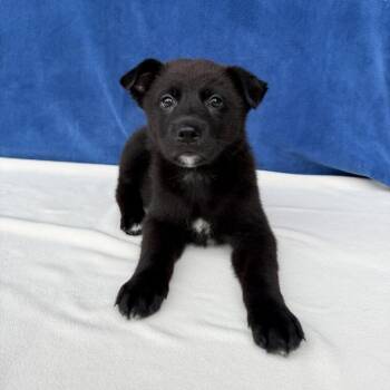 Cub Scout -  Shepherd and Mixed Breed Dog for Adoption in Carencro, Louisiana - Cub Scout | PetCurious