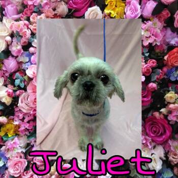 Juliet -  Shih Tzu Dog for Adoption in Royse City, Texas - Juliet | PetCurious