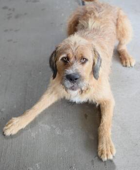 Tito -  Retriever and Standard Poodle Dog for Adoption in Pontiac, Michigan - Tito | PetCurious