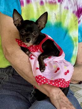 Chihuahua Dogs Available for Adoption in Falmouth, Maine - Gretel | PetCurious