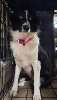 Rescue Australian Shepherd Dogs for Adoption in Nokomis, Florida - Piper | PetCurious