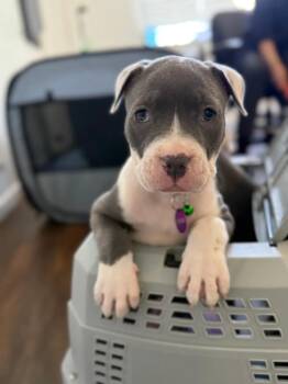 Rescue Pit Bull Terrier Dogs for Adoption in West Hollywood, California - Addams | PetCurious