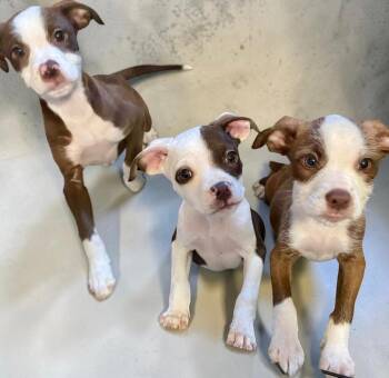 American Staffordshire Terrier and Terrier Dogs Available for Adoption - Kahlua | PetCurious