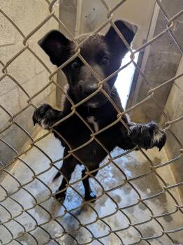 German Shepherd Dog Dogs Available for Adoption in Hermiston, Oregon - Stuart  | PetCurious
