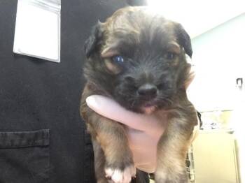 CUB -  German Shepherd Dog and Mixed Breed Dog for Adoption in Riverside, California - CUB | PetCurious