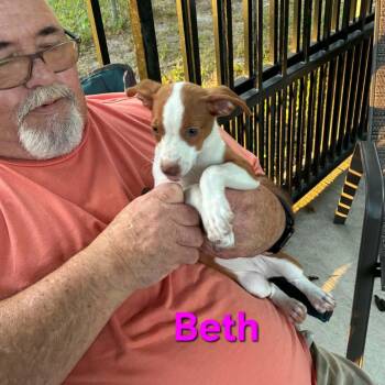 Beth -  Australian Shepherd and Mixed Breed Dog for Adoption in Blairstown, New Jersey - Beth | PetCurious