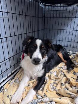 Pibb  -  Australian Shepherd Dog Available for Adoption in Coarsegold, California - Pibb  | PetCurious