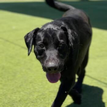 Hobart A2282835 -  Labrador Retriever and Pit Bull Terrier Dog for Adoption in Los Angeles, California - Hobart A2282835 | PetCurious