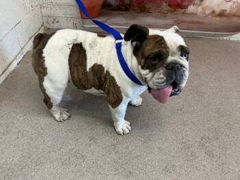 English Bulldog Dogs Available for Adoption in San Bernardino, California - MOO-MOO | PetCurious