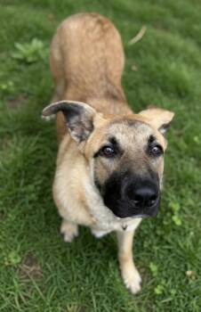 German Shepherd Dog and Mixed Breed Dogs Available for Adoption in Bowling Green, Kentucky - Hazel | PetCurious